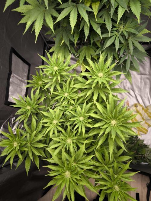Space Cookies, Puch pie. Week 9
