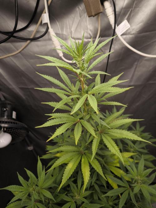 Space Cookies, Puch pie. Week 9