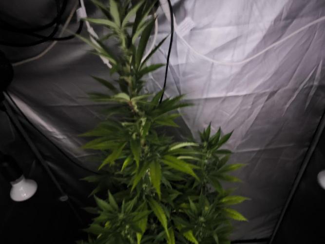 Space Cookies, Puch pie. Week 10