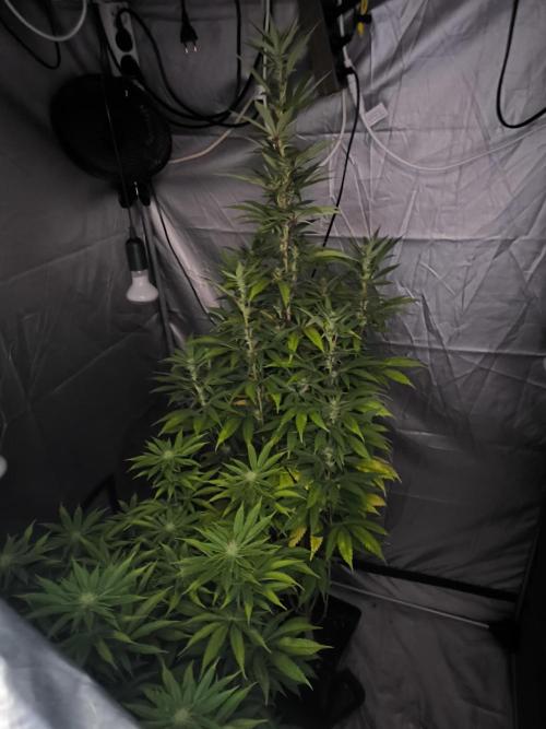 Space Cookies, Puch pie. Week 10