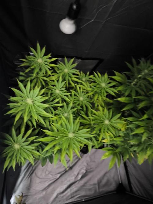 Terra Seed Mix. Week 10
