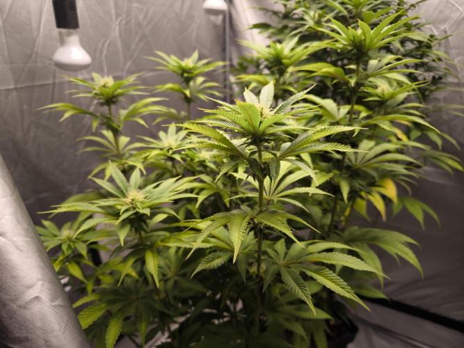 Space Cookies, Puch pie. Week 10