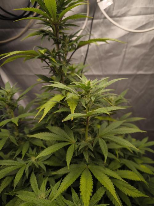 Space Cookies, Puch pie. Week 10