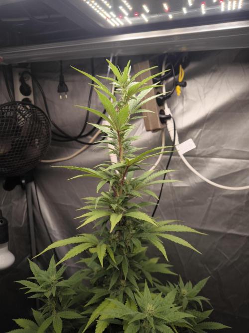 Space Cookies, Puch pie. Week 10