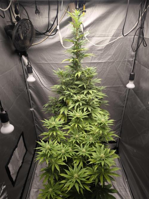 Terra Seed Mix. Week 10