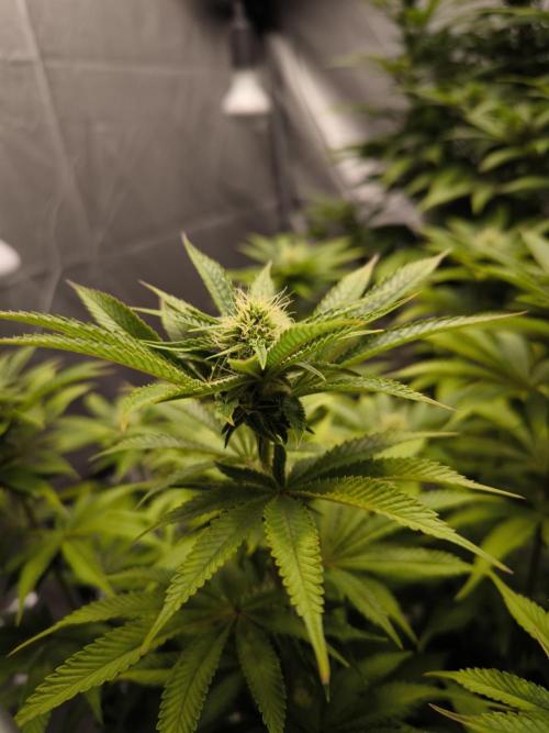 Space Cookies, Puch pie. Week 11