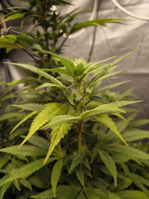 Space Cookies, Puch pie. Week 11