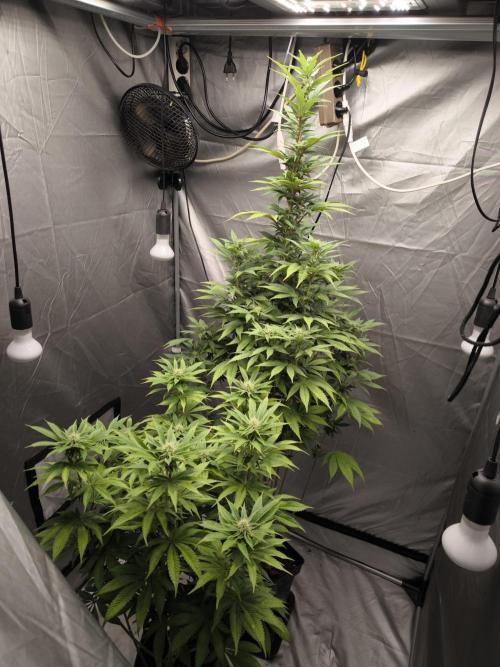 Terra Seed Mix. Week 11
