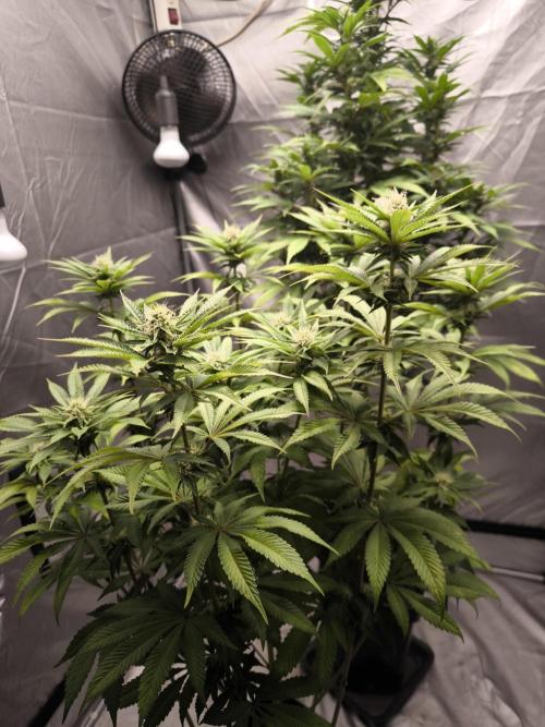 Space Cookies, Puch pie. Week 11
