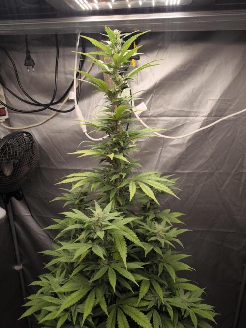 Space Cookies, Puch pie. Week 11