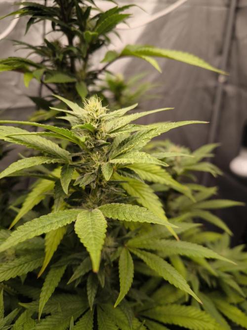 Space Cookies, Puch pie. Week 11