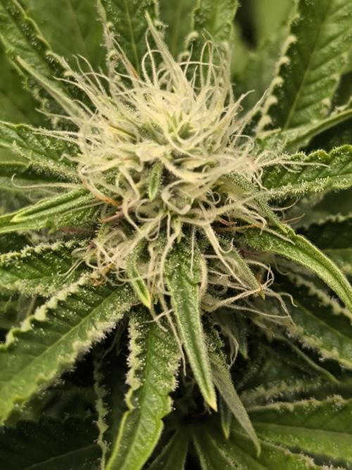 Space Cookies, Puch pie. Week 11