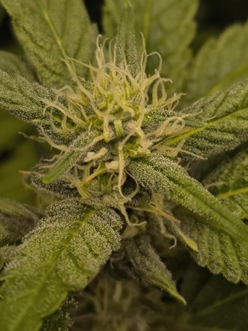 Terra Seed Mix. Week 11