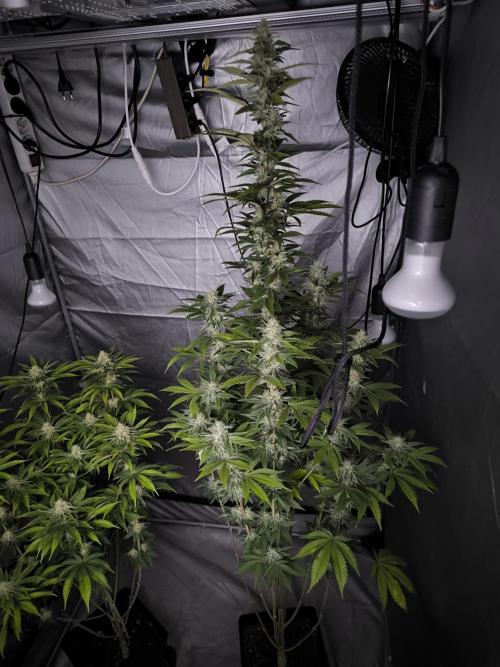 Space Cookies, Puch pie. Week 12