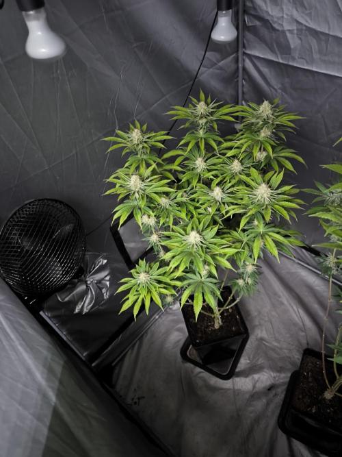 Space Cookies, Puch pie. Week 12