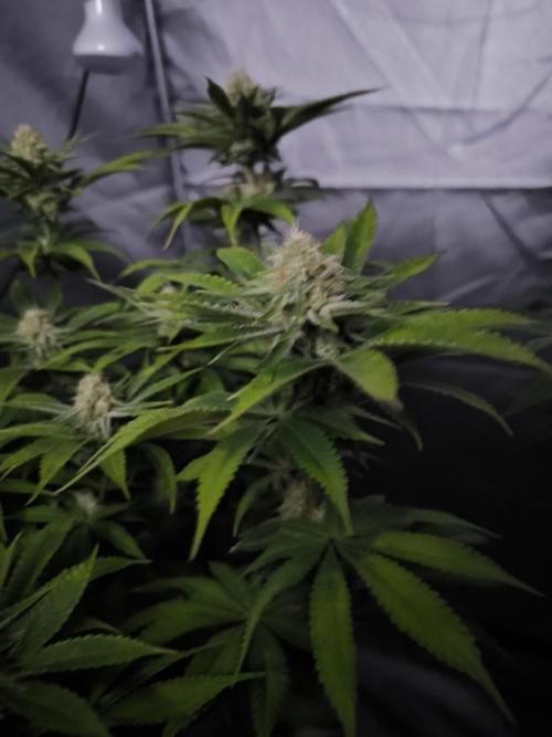 Terra Seed Mix. Week 12