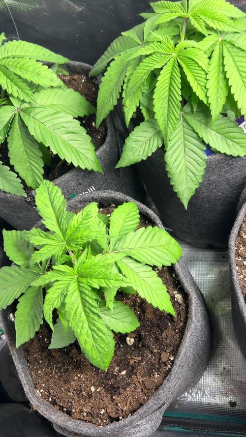 RS 11 X Banana OG