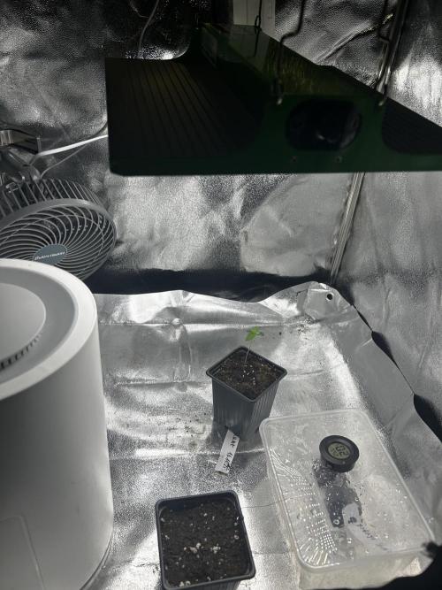 Plumz // Grounded Genetics. Week 0 - GCP#01M