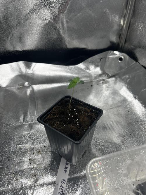 Plumz // Grounded Genetics. Week 0 - GCP#01M