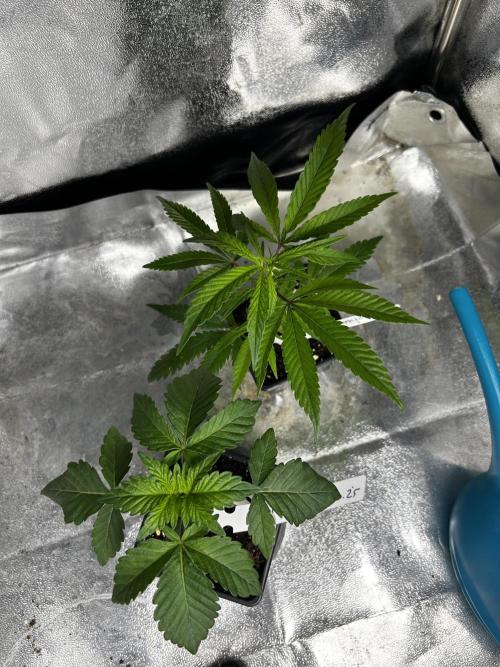 Plumz // Cap Junky. Week 1