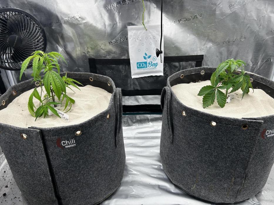 Plumz // Cap Junky. Week 2