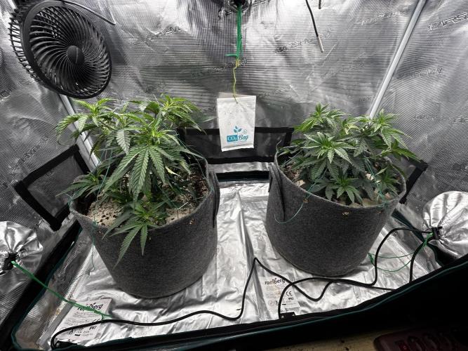 Plumz // Cap Junky. Week 4