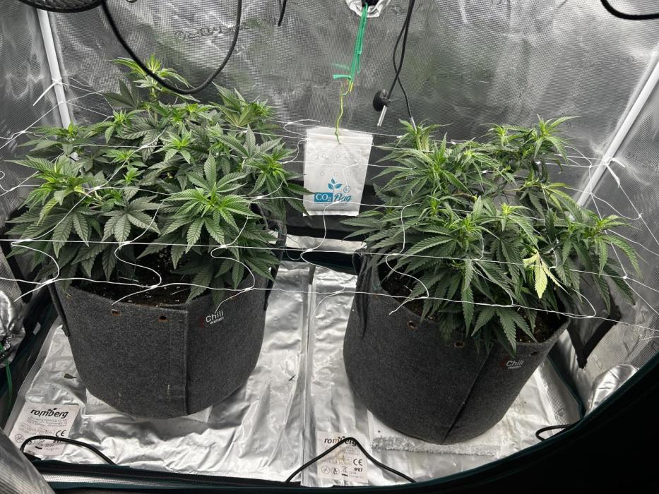 Plumz // Cap Junky. Week 5