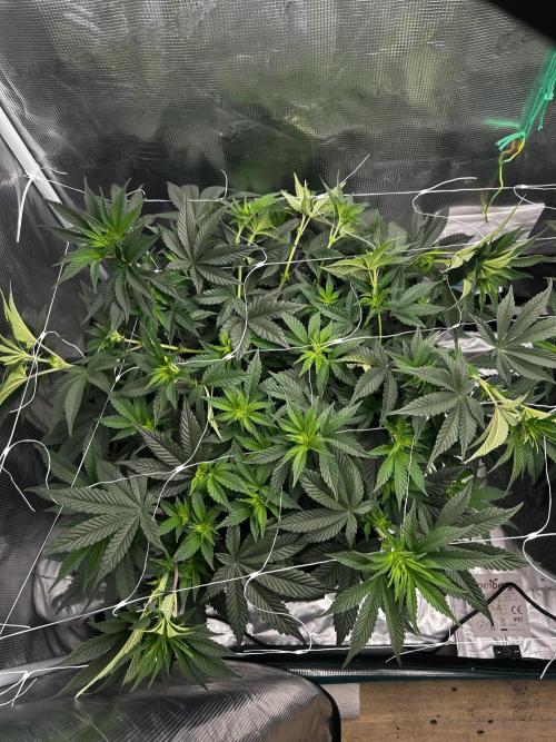 Plumz // Cap Junky. Week 6 - Capjunkie