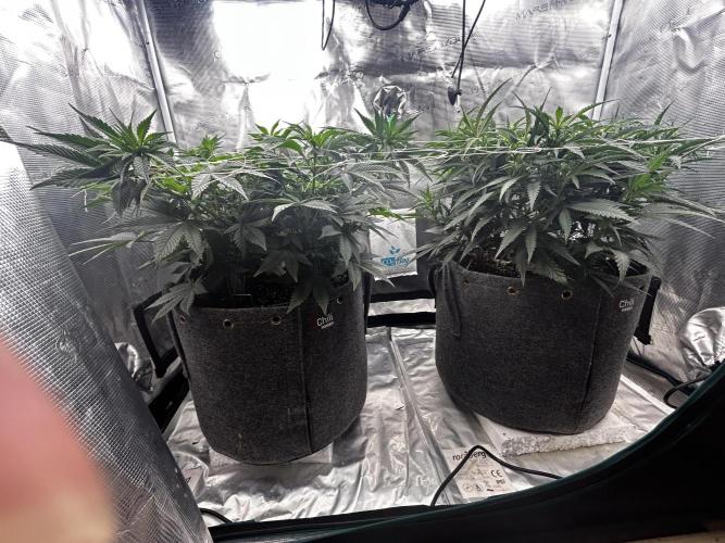 Plumz // Cap Junky. Week 6