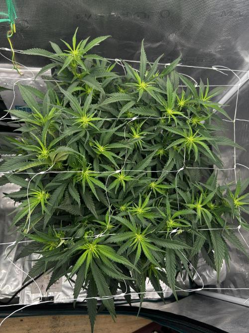 Plumz // Cap Junky. Week 6