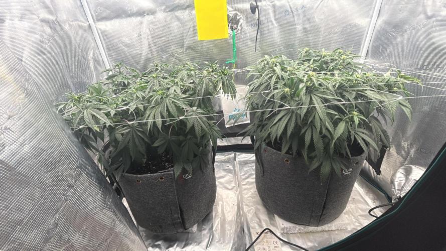 Plumz // Cap Junky. Week 7