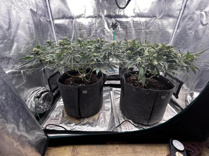 Plumz // Cap Junky. Week 8