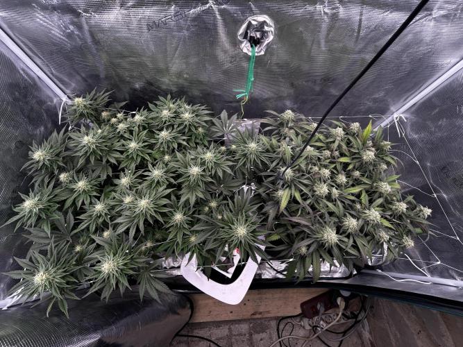 Plumz // Cap Junky. Week 9