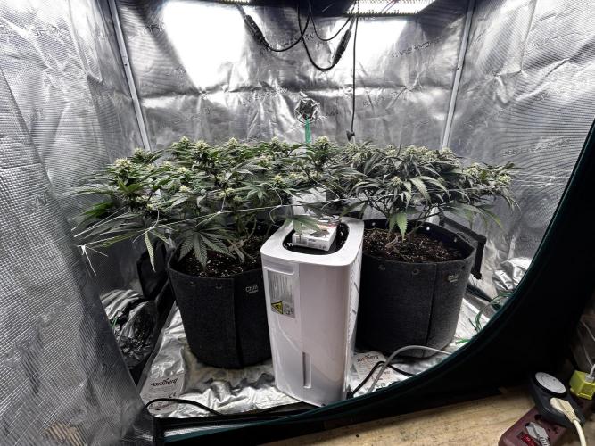 Plumz // Cap Junky. Week 9