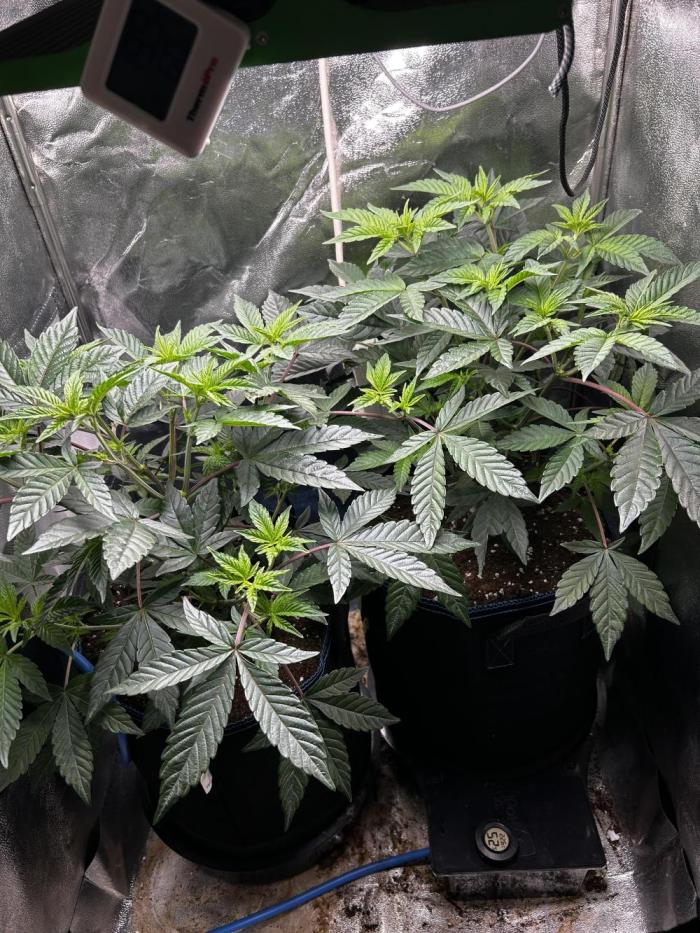 Plumz#2 (my own cut). Week 5