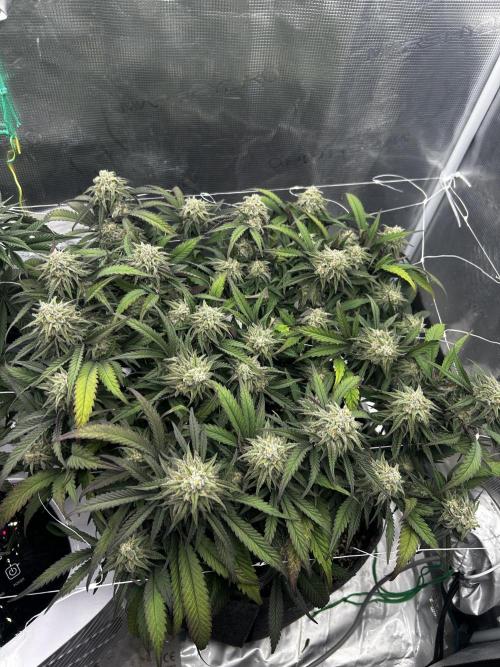 Plumz // Cap Junky. Week 10