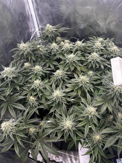 Plumz // Cap Junky. Week 10