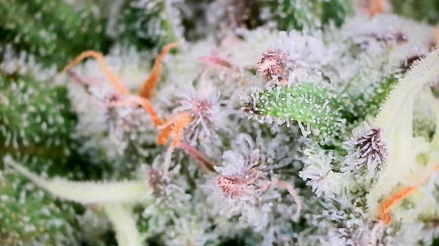 Plumz // Cap Junky. Week 10