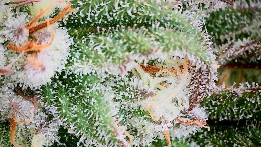 Plumz // Cap Junky. Week 10