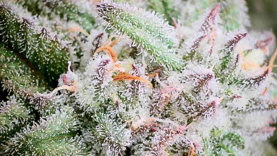 Plumz // Cap Junky. Week 10