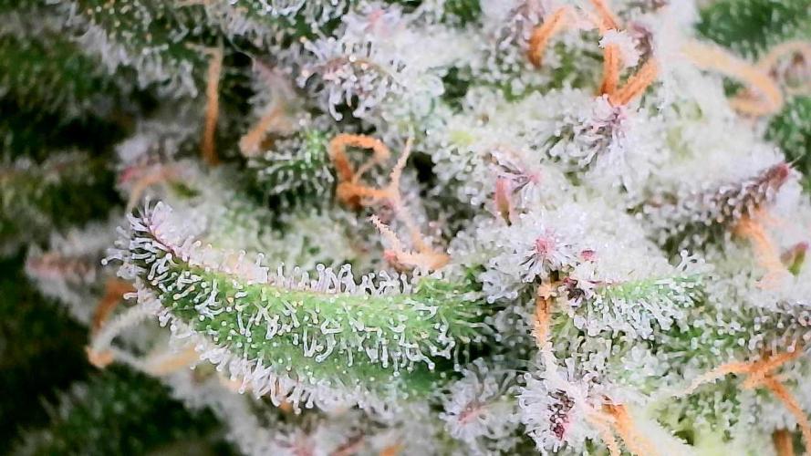 Plumz // Cap Junky. Week 10