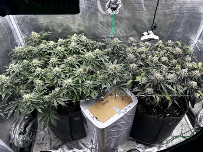 Plumz // Cap Junky. Week 11