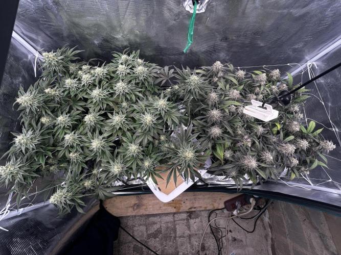 Plumz // Cap Junky. Week 11