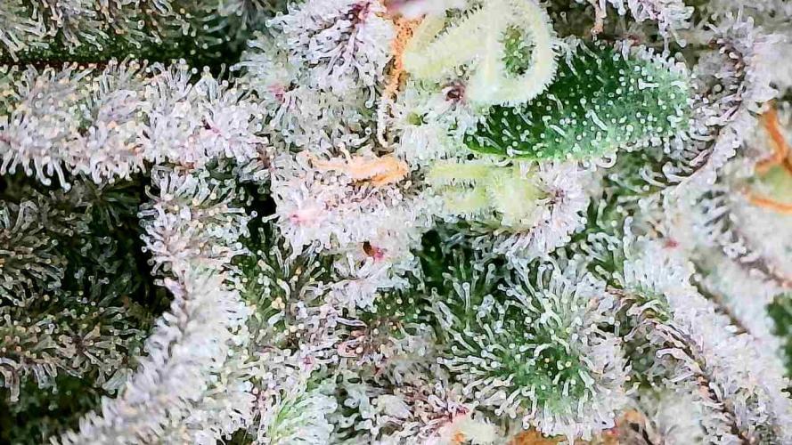 Plumz // Cap Junky. Week 11