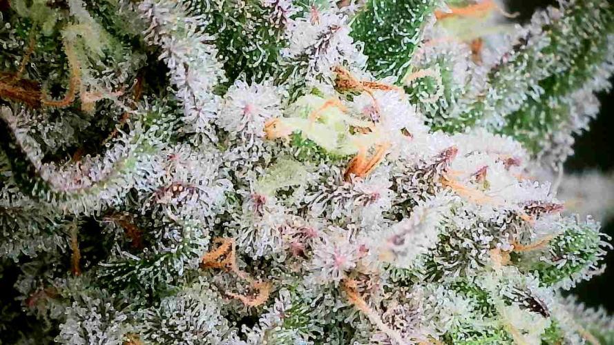 Plumz // Cap Junky. Week 11