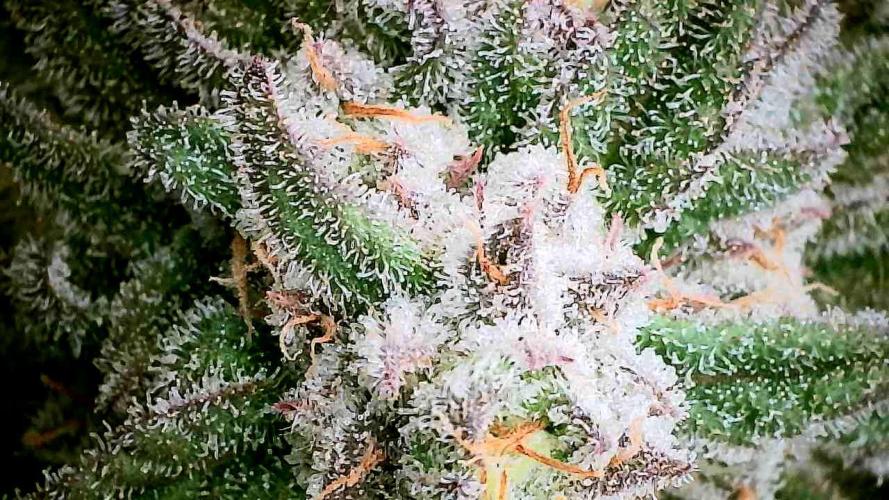 Plumz // Cap Junky. Week 11