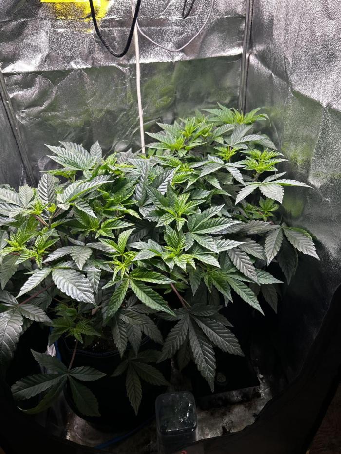 Plumz#2 (my own cut). Week 6