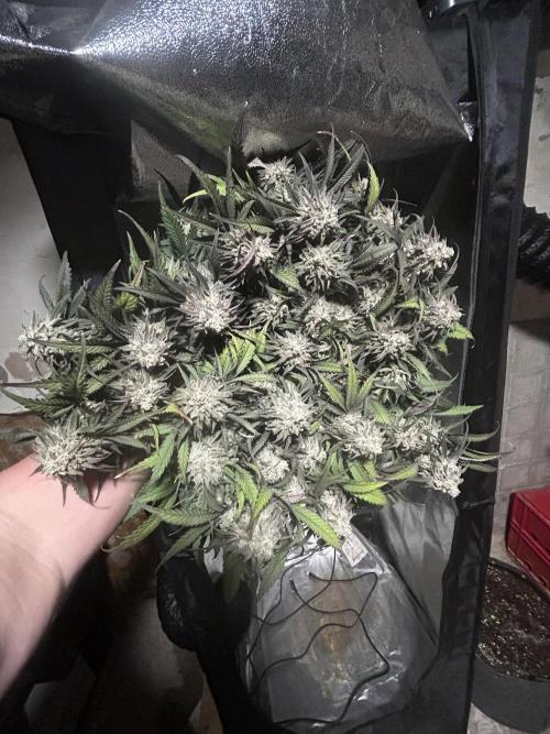 Plumz // Cap Junky. Week 12