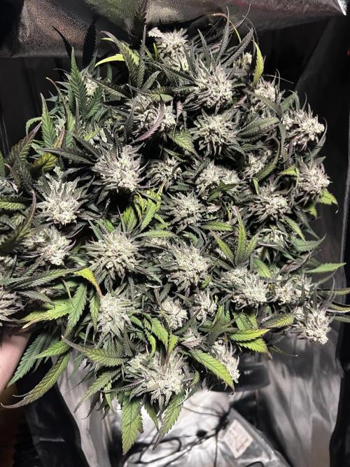 Plumz // Cap Junky. Week 12