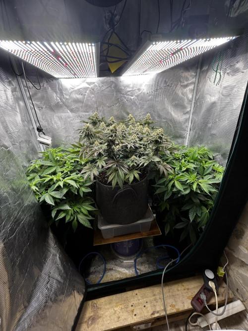 Plumz#2 (my own cut). Week 7